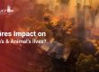 How do Wildfires Impact on Humans' and Animals lives